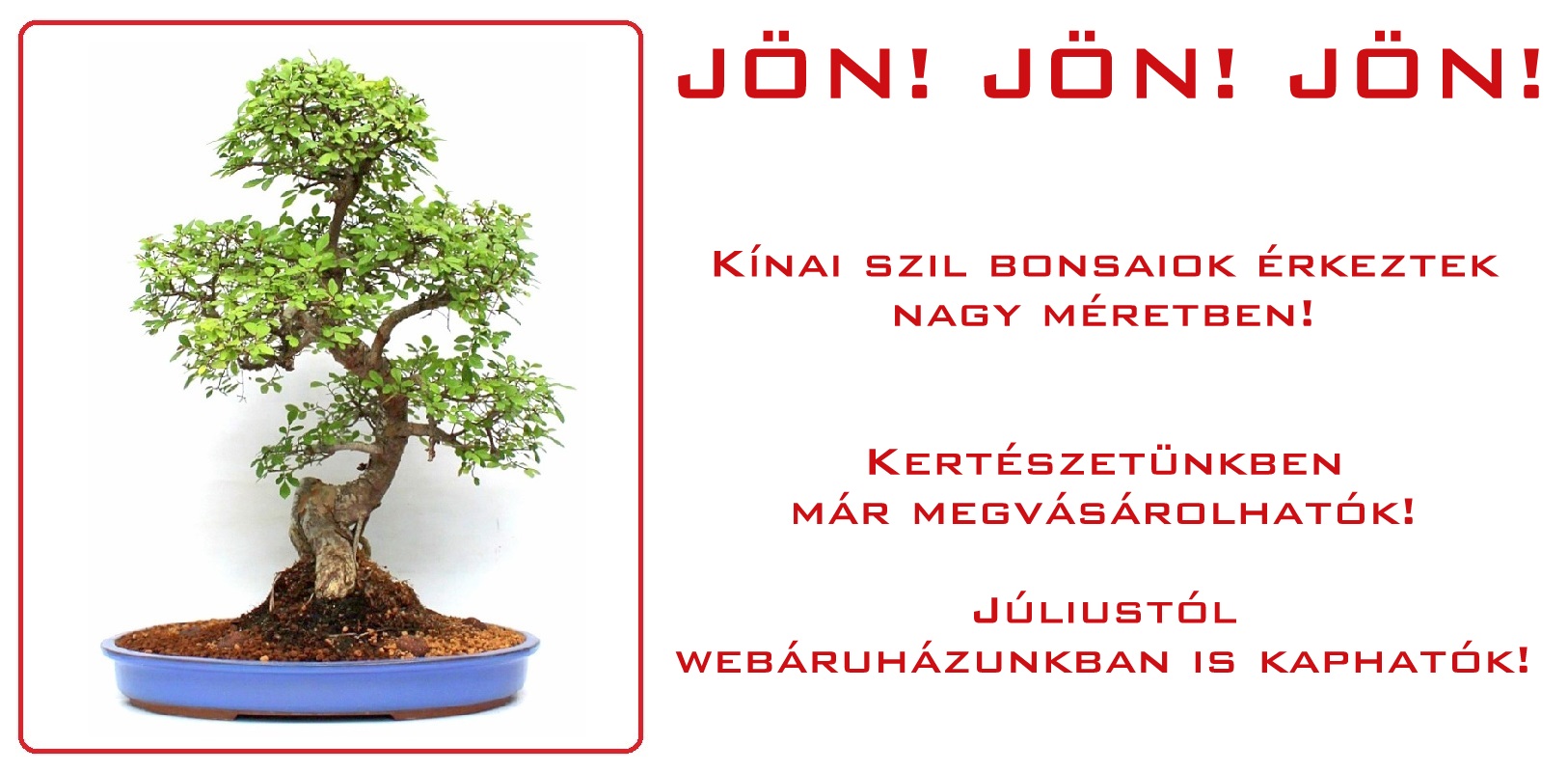 kinai szil ulmus parvifolia bonsai vasarlas rendeles nagy bonsai nagy meretu bonsai marczika bonsai studio